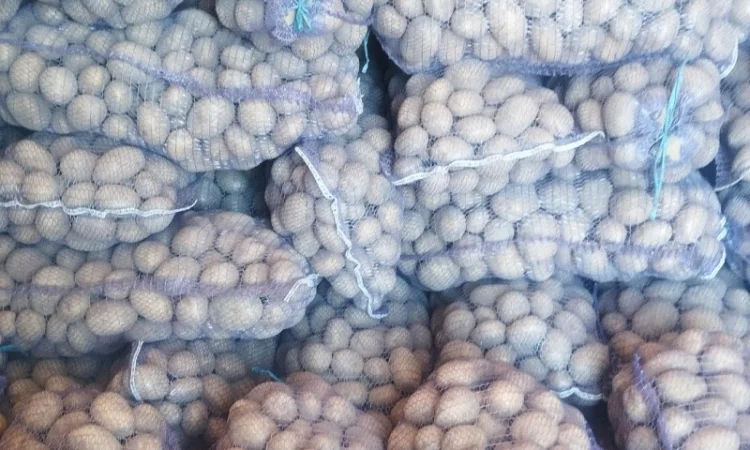 Куплю якісну картоплю - фото № 1