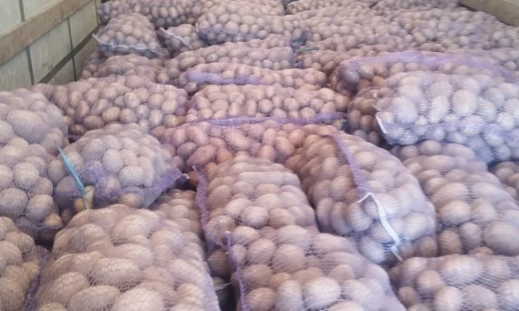 Куплю якісну картоплю - фото № 2