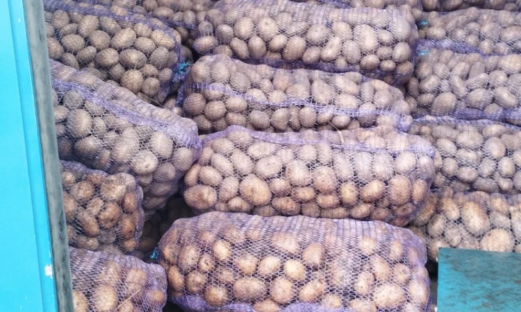 Продается товарная картошка - фото № 1