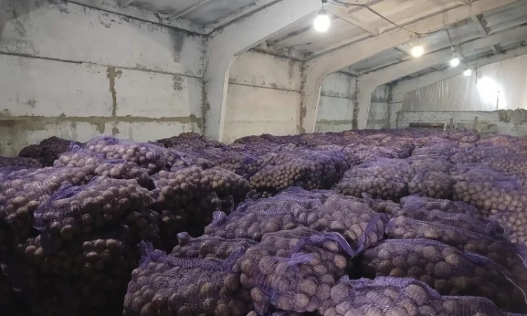 Куплю товарную картошку - фото № 3