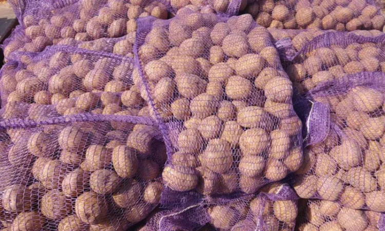 Куплю товарную картошку - фото № 1