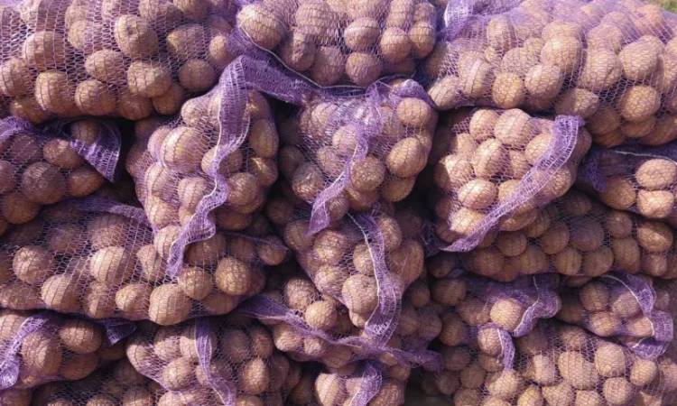 Куплю товарную картошку - фото № 2