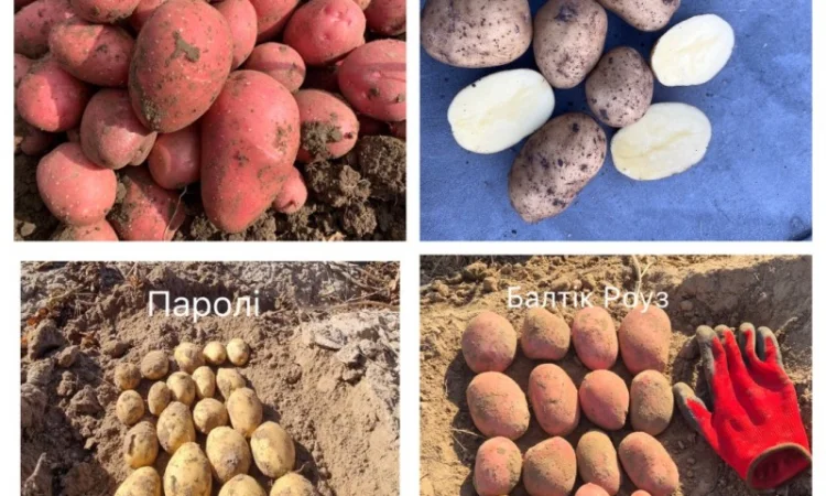 Насіннєва картопля німецької селекції на продаж - фото № 1