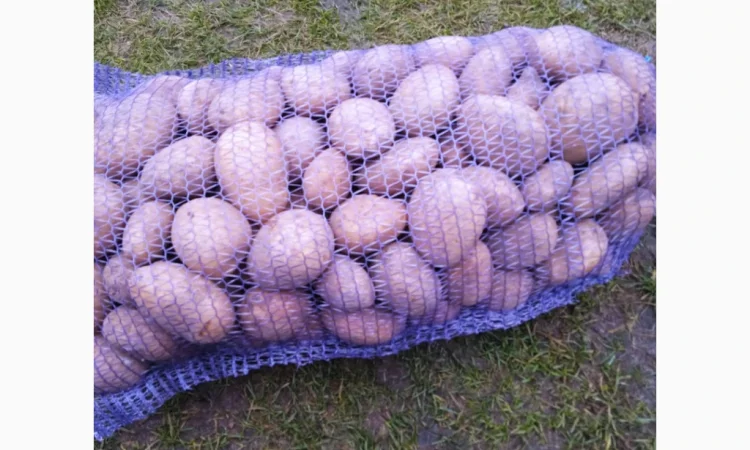 Продаю картоплю сорту Конект - фото № 1