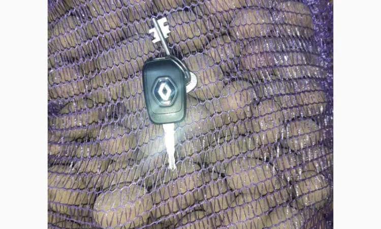 Продаю картоплю сорту Тирас - фото № 1