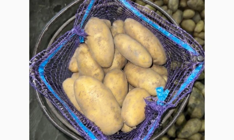 Картофель Гранада оптом - фото № 1