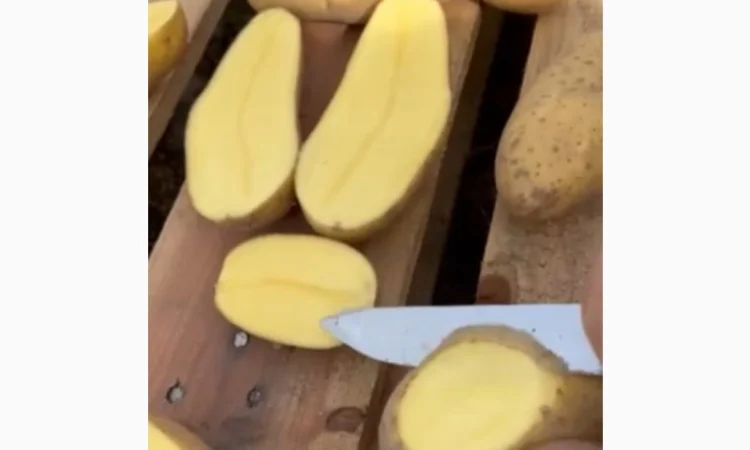 Картопля сорт Гренада на продажу - фото № 1