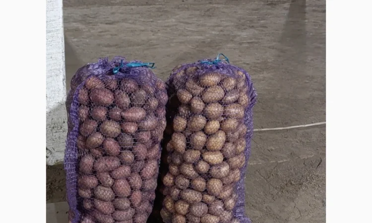 Продаю насіннєву картоплю Арізона - фото № 1