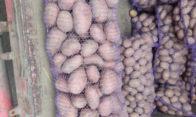 Картопля сорт Біла Роса на продаж - фото № 1