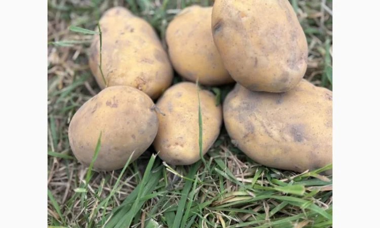 Куплю товарну картоплю та овочі з ПДВ - фото № 1