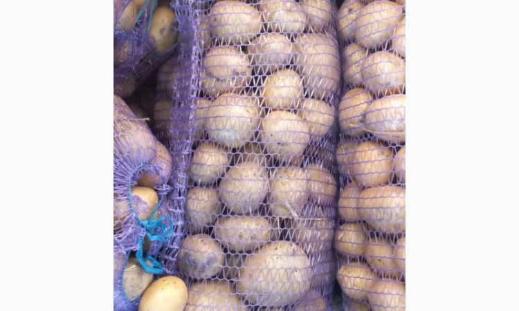 Куплю картоплю сорт Арізона - фото № 1