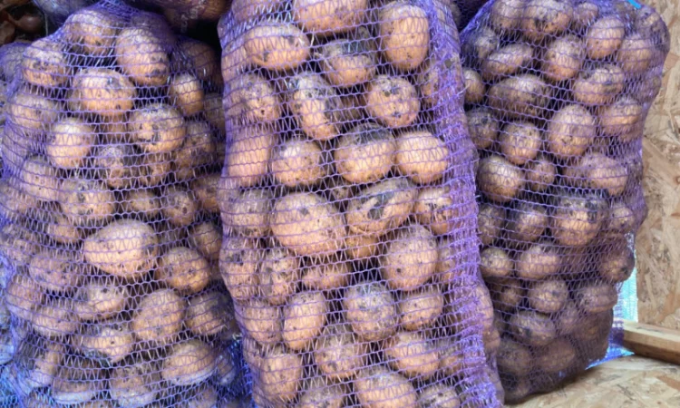 Куплю картоплю сорт Арізона - фото № 2