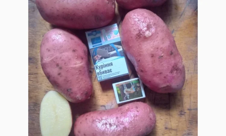 Продаж картоплі сорту Ред Леді оптом - фото № 1