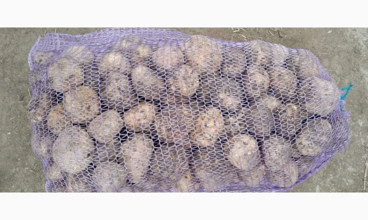 Продаж білої товарної картоплі оптом - фото № 1