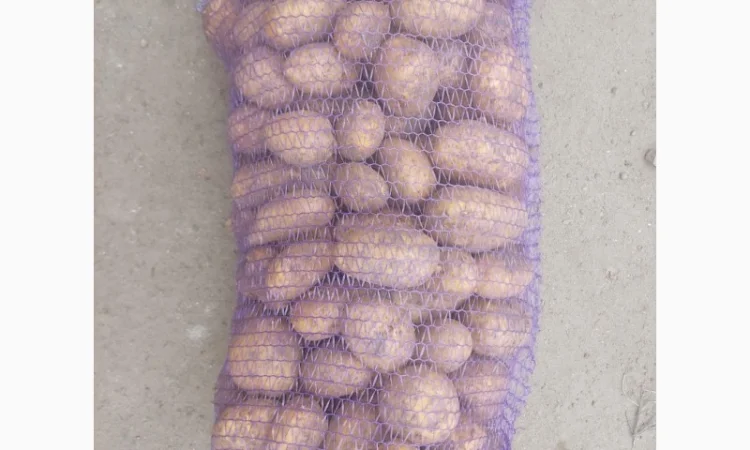 Продаж картоплі сорту Мелоді оптом - фото № 1