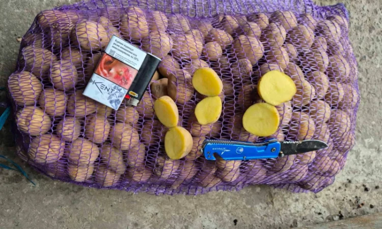 Покупка насіннєвої картоплі Рів’єра оптом - фото № 1