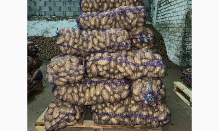 Товарна картопля сорту Гранада, опт від 10 тонн - фото № 1