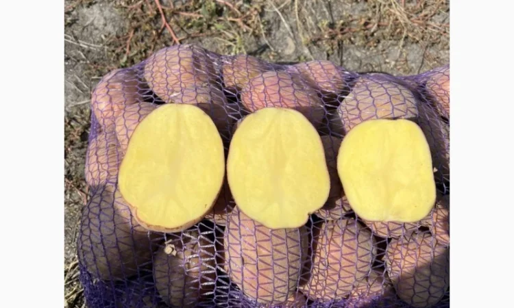 Продажа картофеля сорта Беллароза в больших объемах - фото № 1