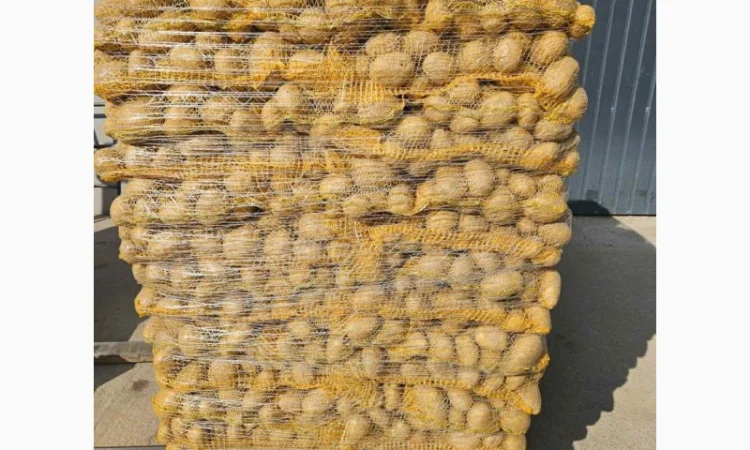 Продаж картоплі різних сортів - фото № 1