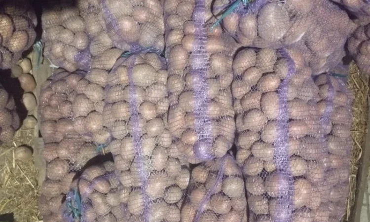 Куплю картоплю від 20 тонн - фото № 2