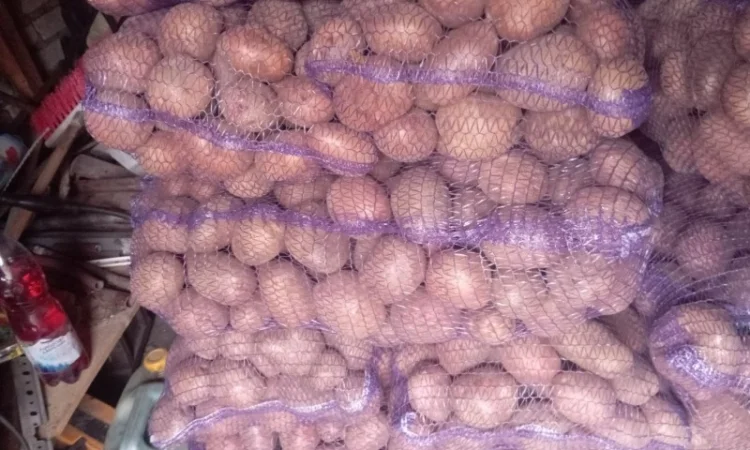 Куплю картоплю від 20 тонн - фото № 3