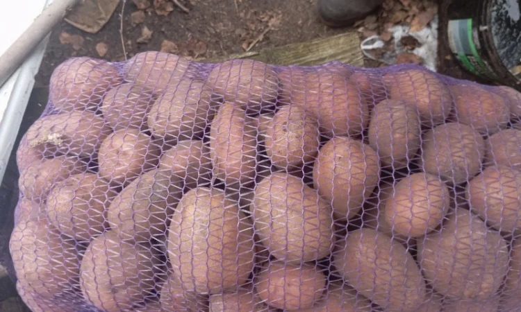 Куплю картоплю від 20 тонн - фото № 4