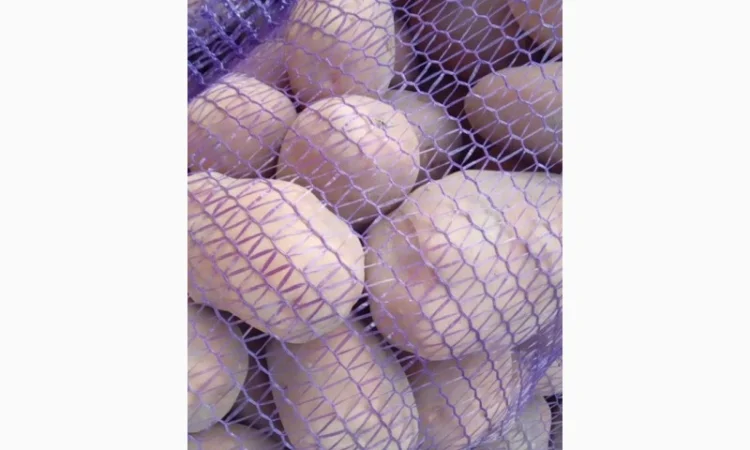 Картопля сорт Бела роса на продаж - фото № 1