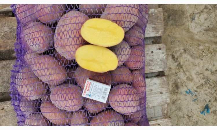 Картопля сорт Бела роса на продаж - фото № 2