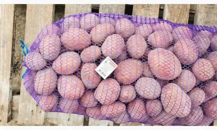 Картопля сорт Бела роса на продаж - фото № 3