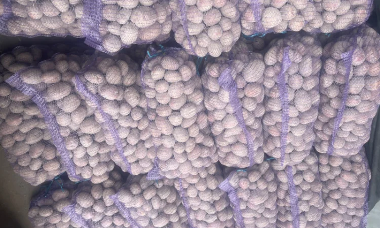 Картопля сорт Бела роса на продаж - фото № 4