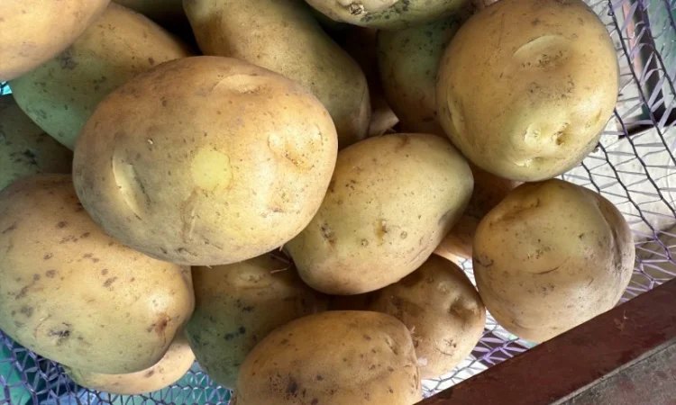 Продаж картоплі сорту Рів'єра оптом - фото № 1