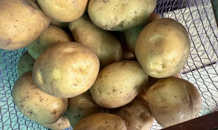 Продаж картоплі сорту Рів'єра оптом - фото № 2