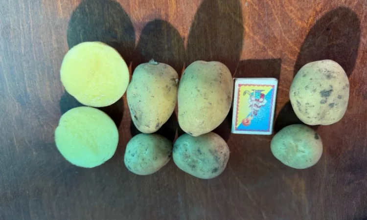 Продаж картоплі сорту Рів'єра оптом - фото № 3