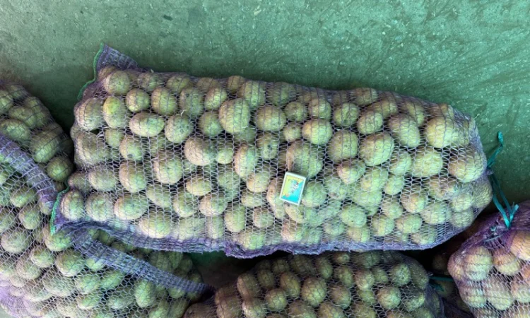 Продаж картоплі сорту Рів'єра оптом - фото № 4