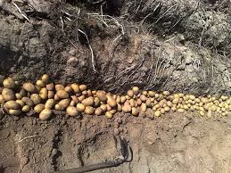 Продаж картоплі іншого сорту оптом - фото № 1