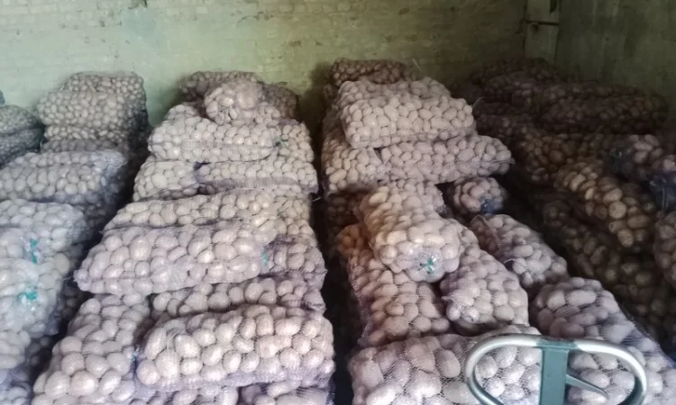 Продаю велику і насіннєву картоплю - фото № 1