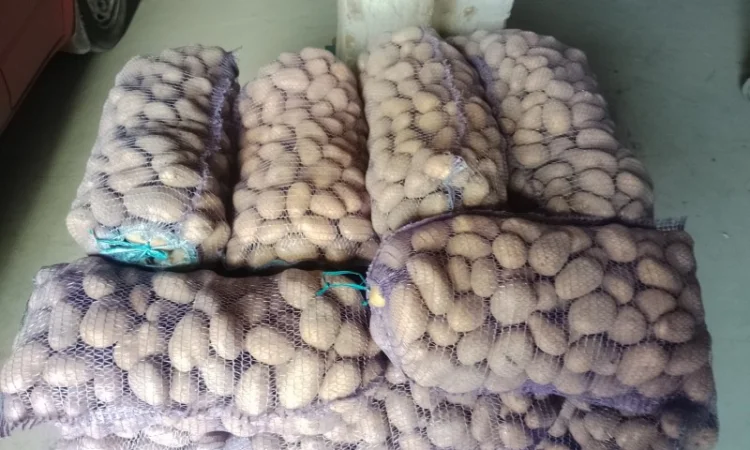 Продаю велику і насіннєву картоплю - фото № 2