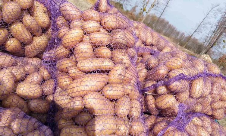 Продаю велику і насіннєву картоплю - фото № 3