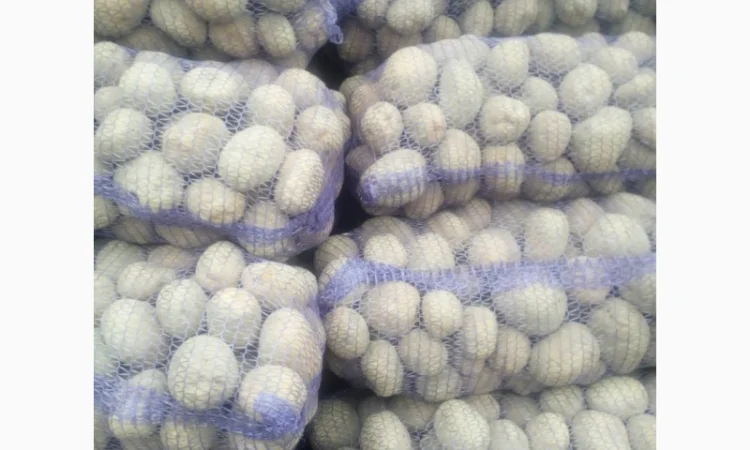 Куплю картоплю сорту Княгиня - фото № 1