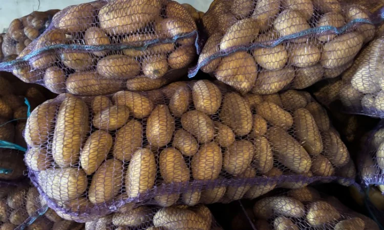 Продаж картоплі сорту Гренада оптом - фото № 1