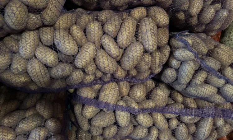 Продаж картоплі сорту Гренада оптом - фото № 2