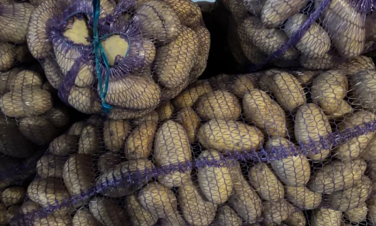 Продаж картоплі сорту Гренада оптом - фото № 3