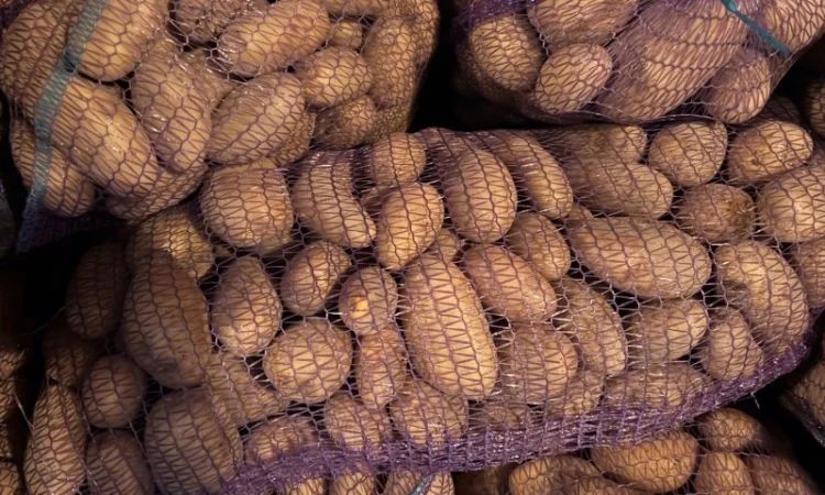 Продаж картоплі сорту Гренада оптом - фото № 4
