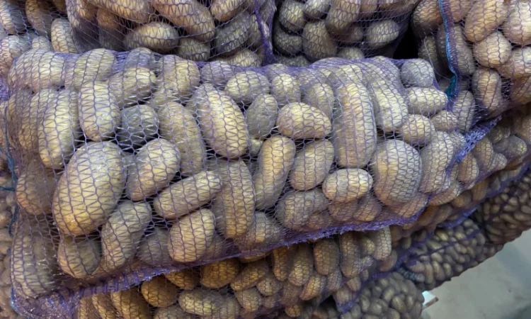 Продаж картоплі сорту Гренада оптом - фото № 5