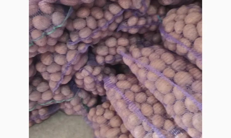 Продаж картоплі різних сортів високої якості - фото № 2