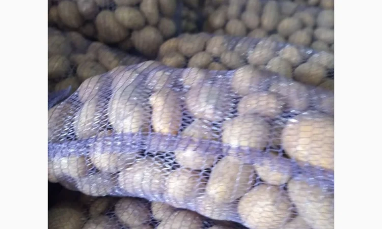 Продаж картоплі різних сортів високої якості - фото № 4