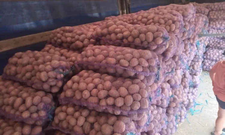 Продаж картоплі різних сортів високої якості - фото № 5