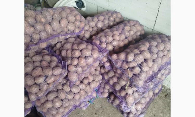 Продаж картоплі різних сортів високої якості - фото № 7