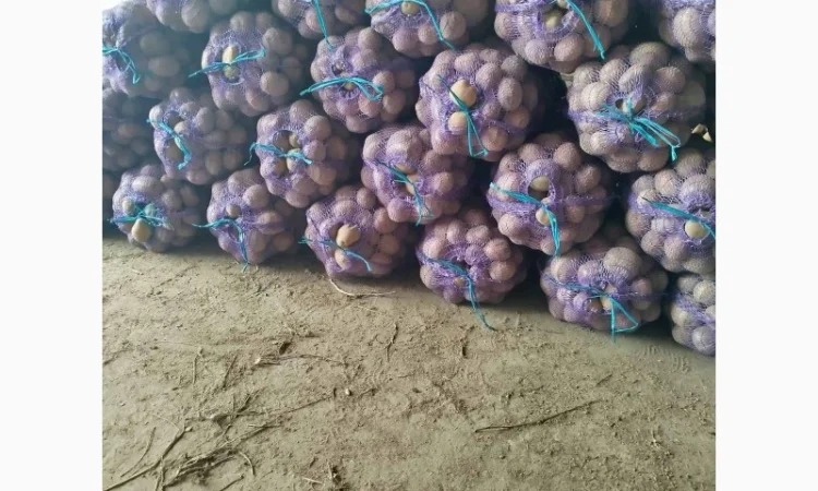 Продаж картоплі різних сортів високої якості - фото № 8