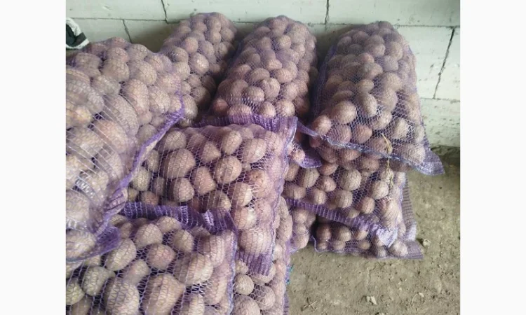 Продаж картоплі різних сортів високої якості - фото № 9